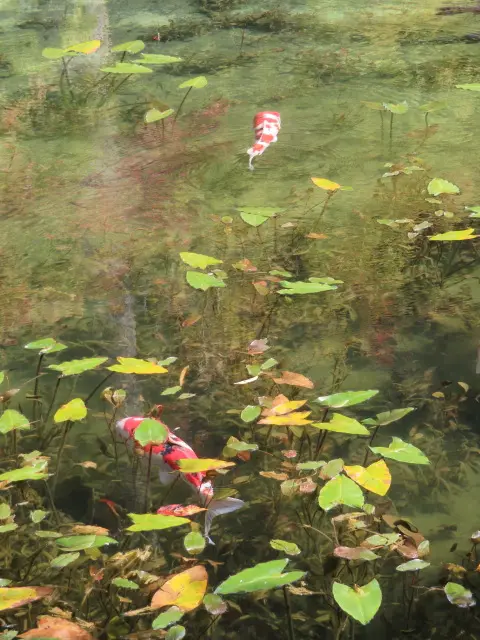 自然の中で過ごすひととき 「モネの池」「の画像_2