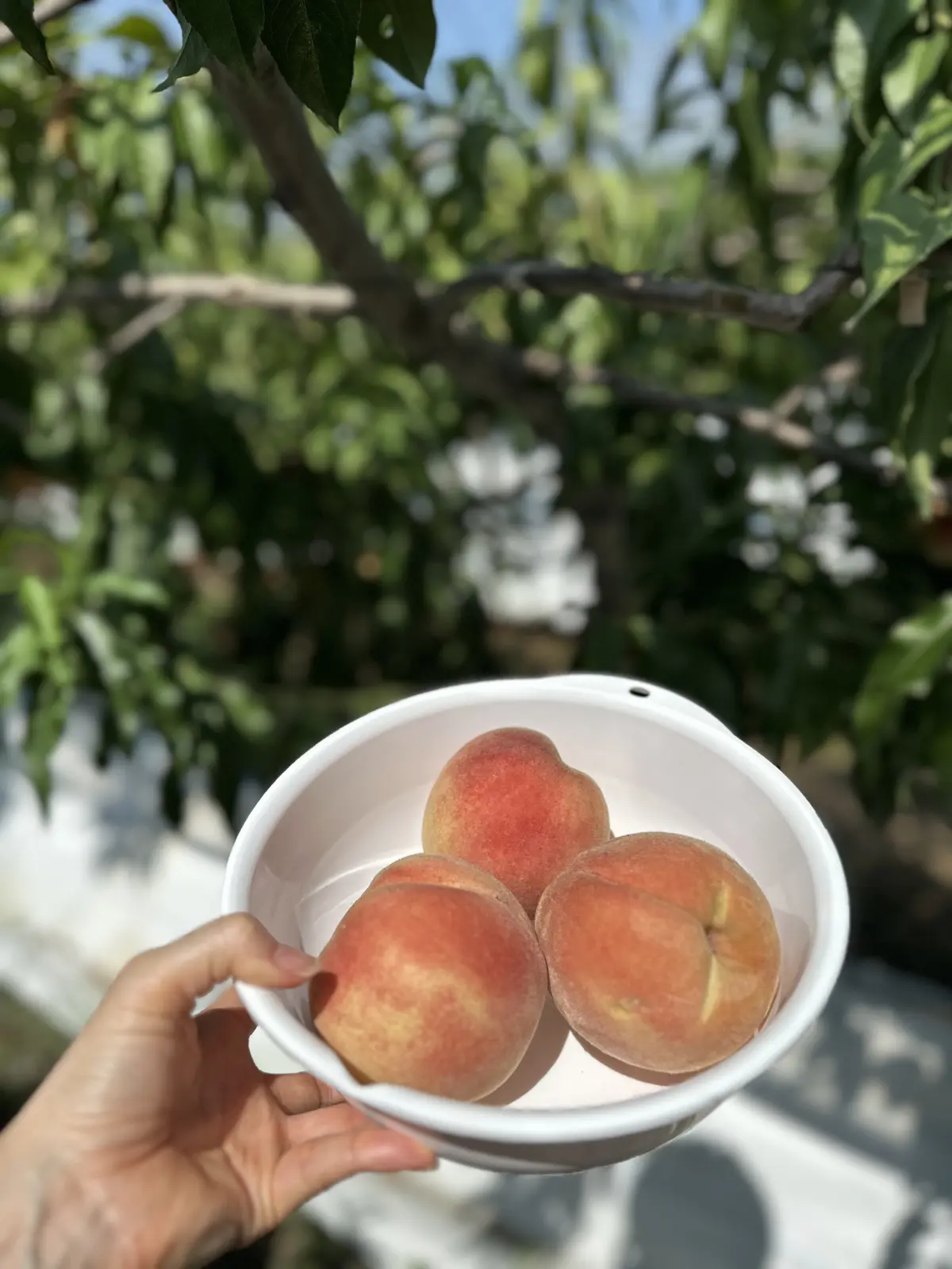 親子三代で行くはとバスツアーと真夏の高尾の画像_18