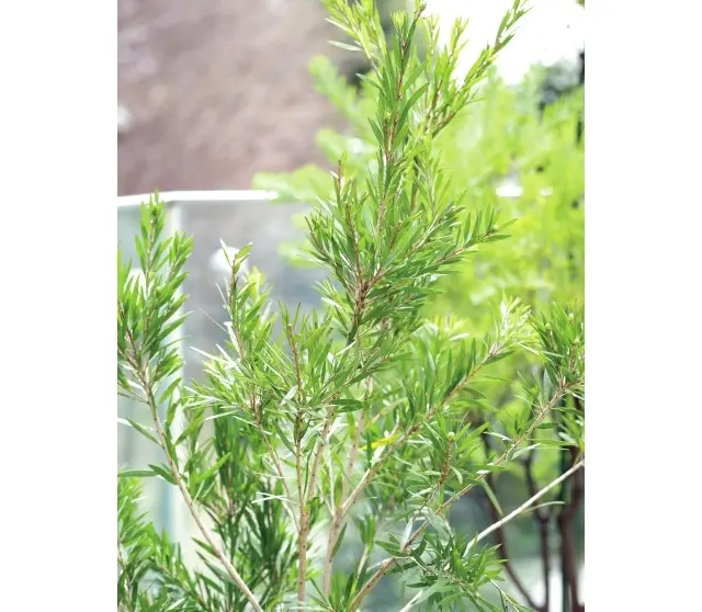 シンボルツリーは涼しげなシルバーリーフのシマグミ