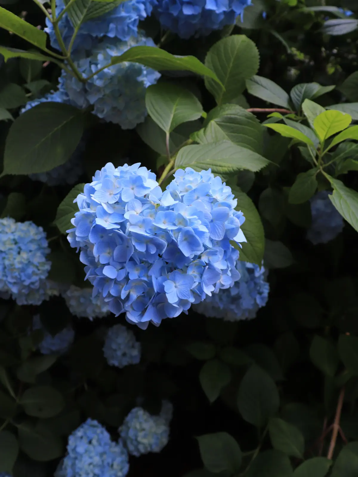 明月院紫陽花　明月院のハート型の紫陽花