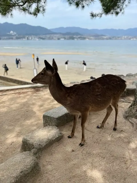 広島・宮島を巡る1日観光グルメツアーの画像_5