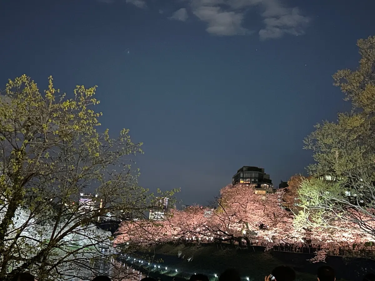 千鳥ヶ淵の桜