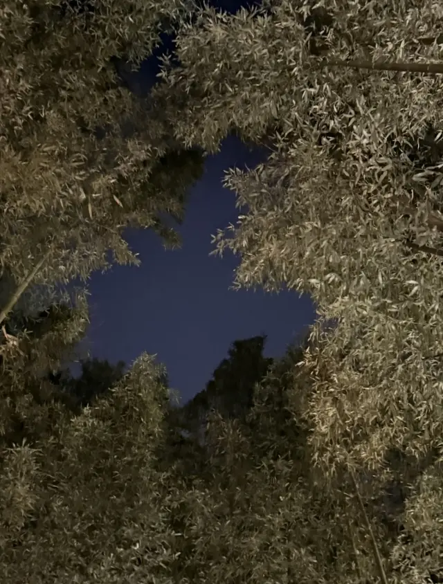 京都「嵐山月灯路」の幻想的な世界への画像_6