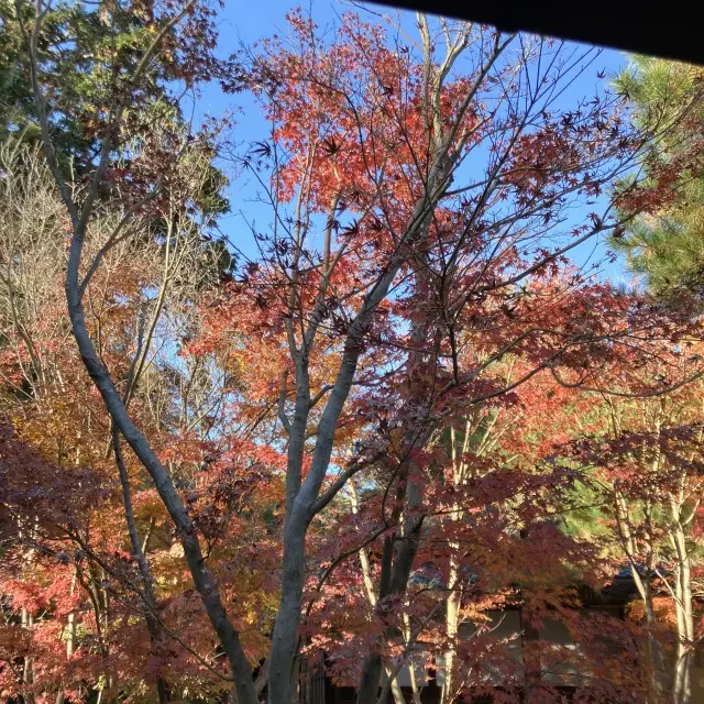 鎌倉穴場の紅葉スポットの画像_5