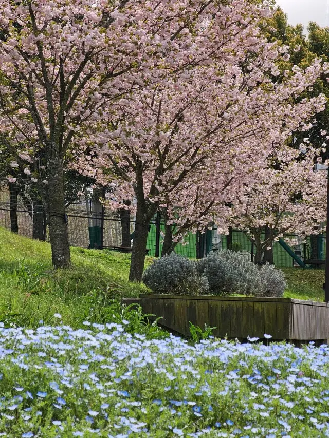 海外のような景色広がる公園の画像_8