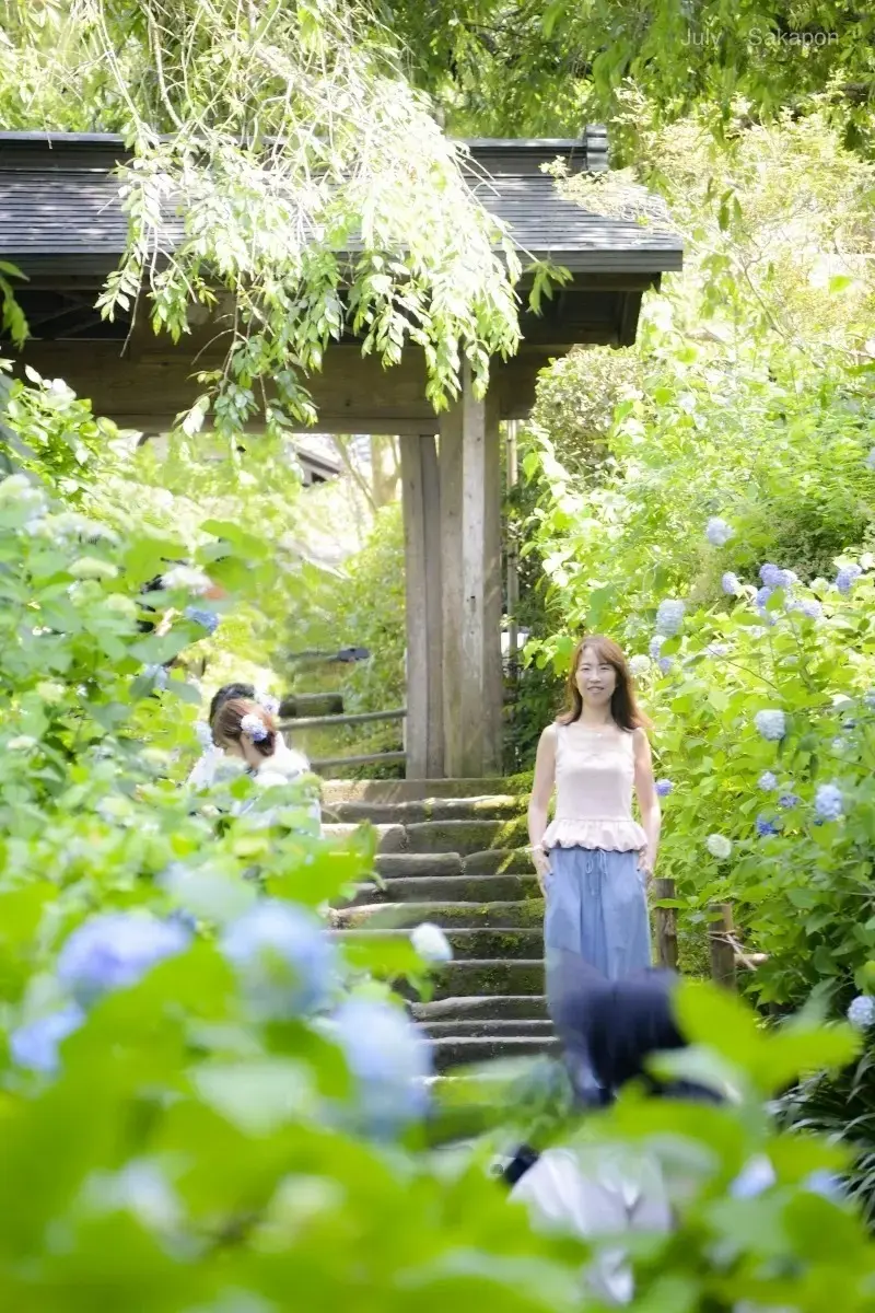 【鎌倉の紫陽花】2025.6.1撮影