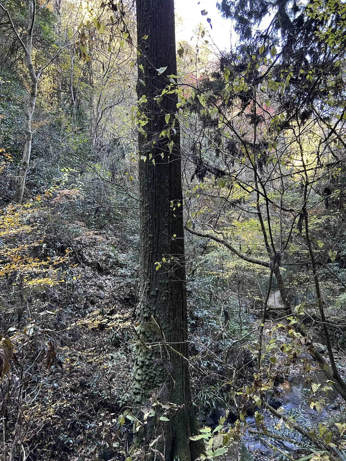 世界一の登山者数を誇る「高尾山」登山☆の画像_3