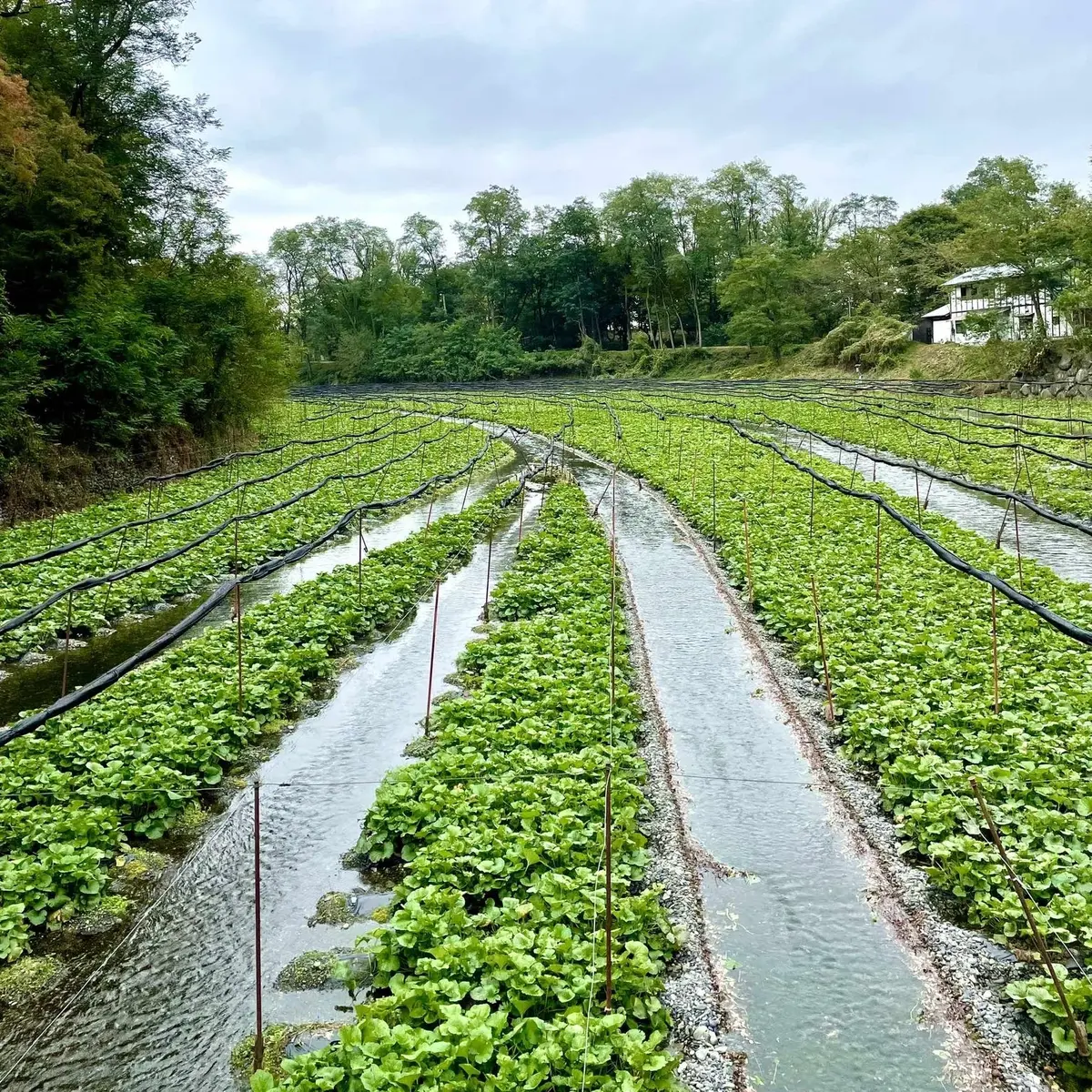 長野県の安曇野にある「大王わさび農場」