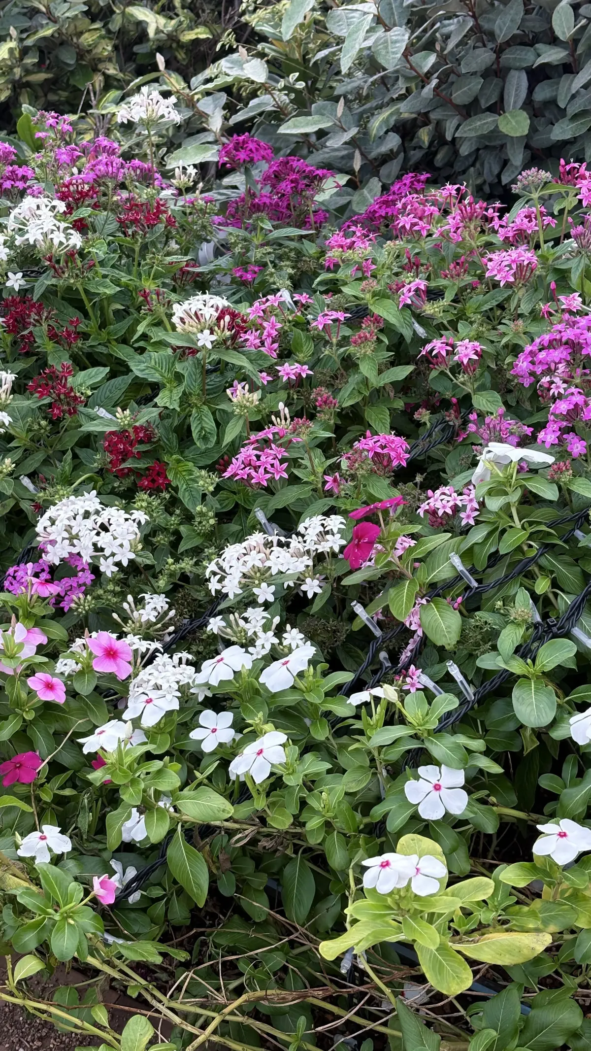 木更津アウトレット　花の写真