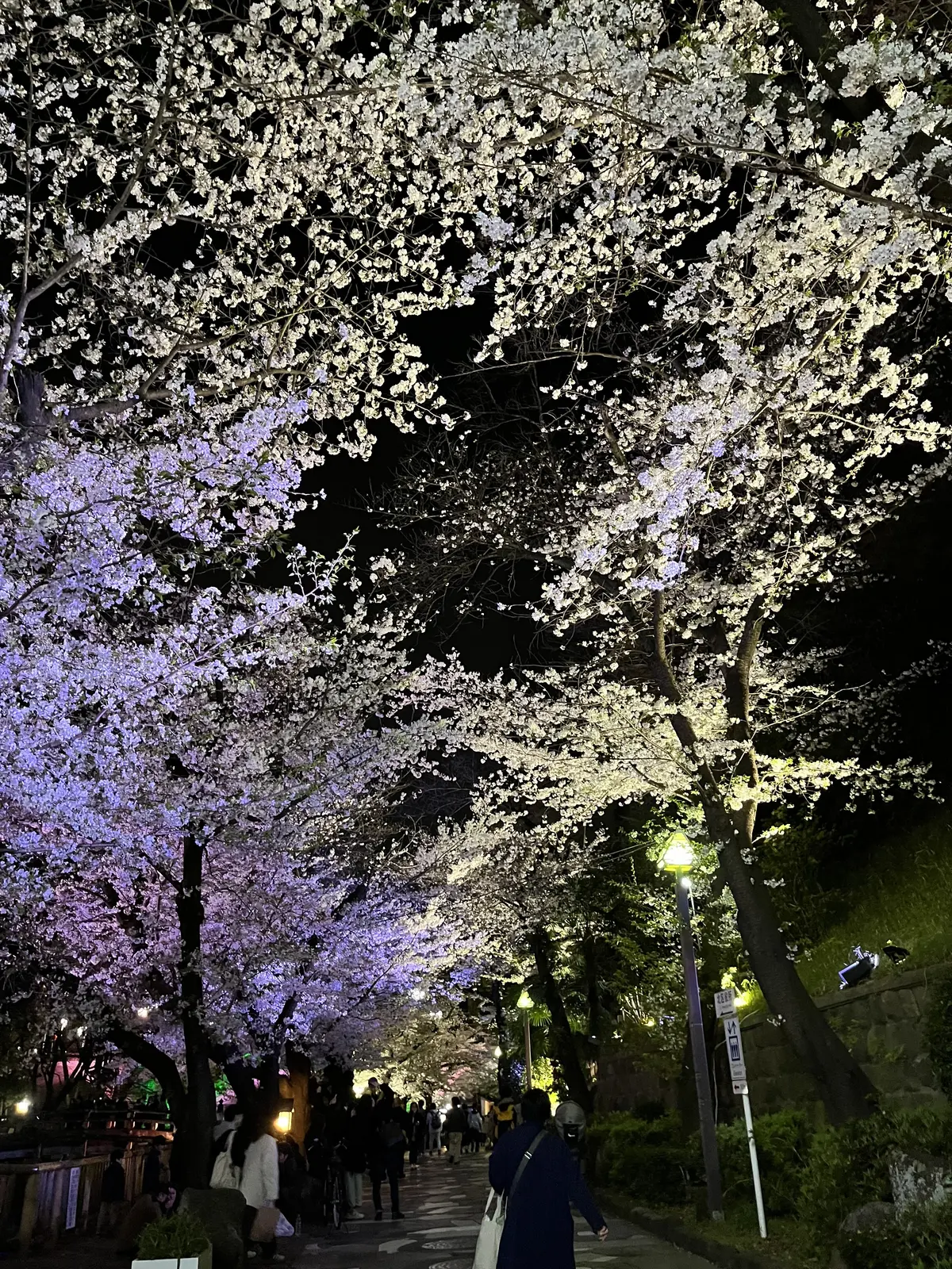 【王子・飛鳥山公園】夕方から夜桜鑑賞の画像_7