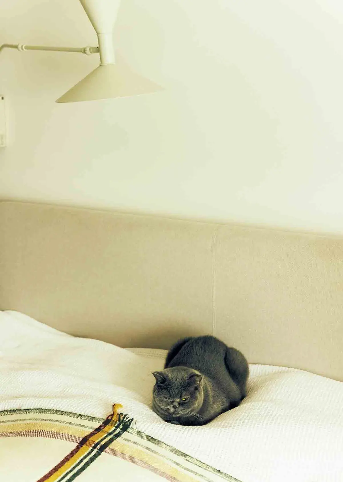 愛猫ベッチン。