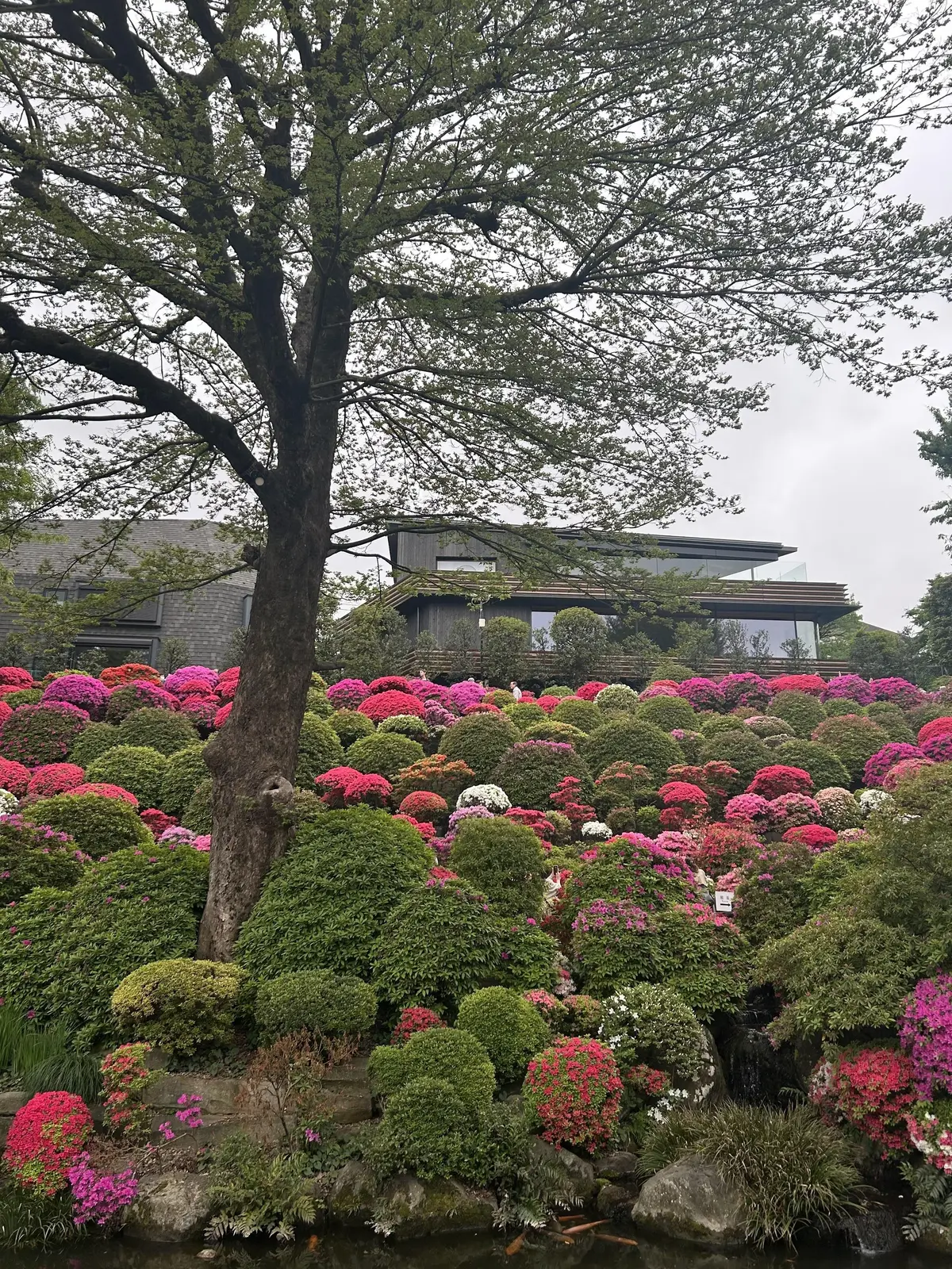 「百聞は一見にしかず」台湾料理の店も文京の画像_8