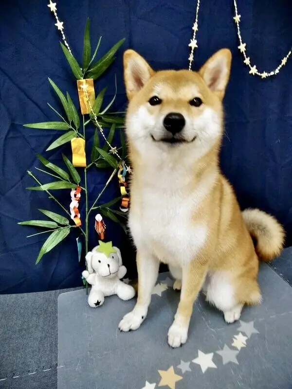 お澄まし顔の愛犬