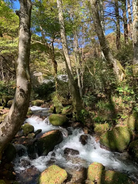 秋の行楽　大山ハイキングへの画像_2