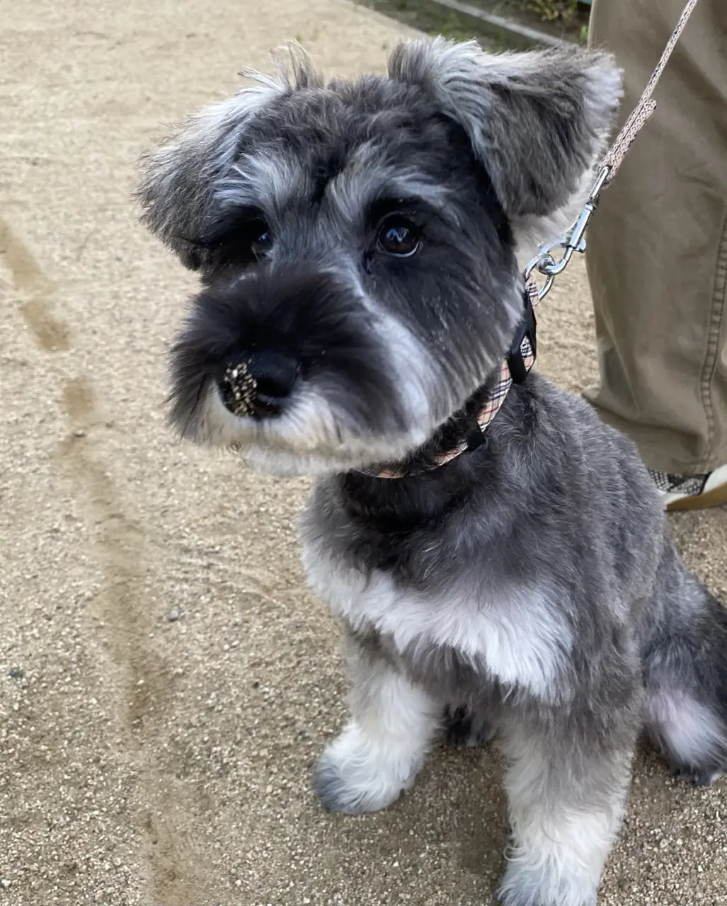 はじめてのトリミング！の画像_3