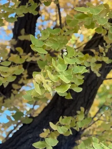 国立西洋美術館〜印象派〜展への画像_1