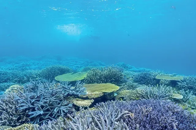 サンゴ育成プログラム