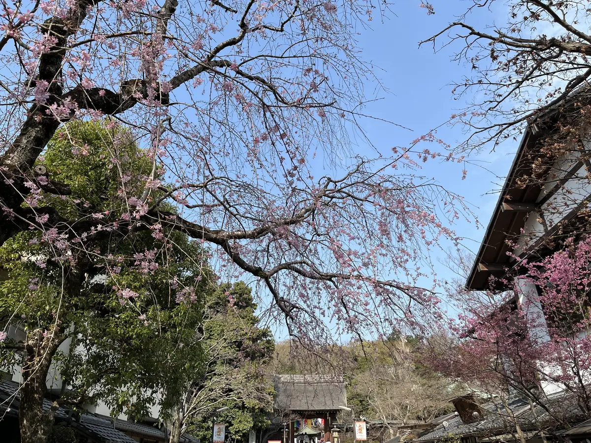 【調布】平日ソロ活♡深大寺へGO！の画像_5