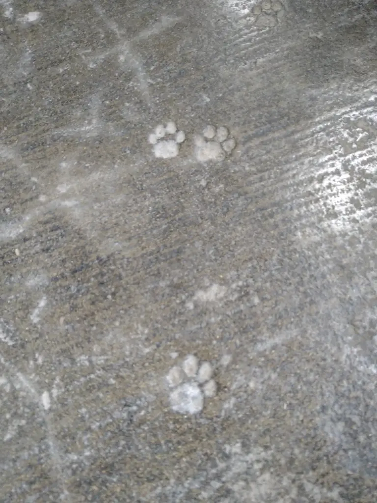 山吉商店さんの昭和10年にゃんこの足跡