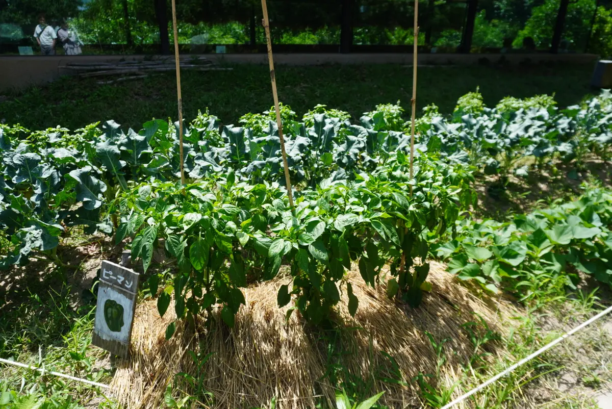 心身共に優しい癒しのスポットで爽やか夏デの画像_21