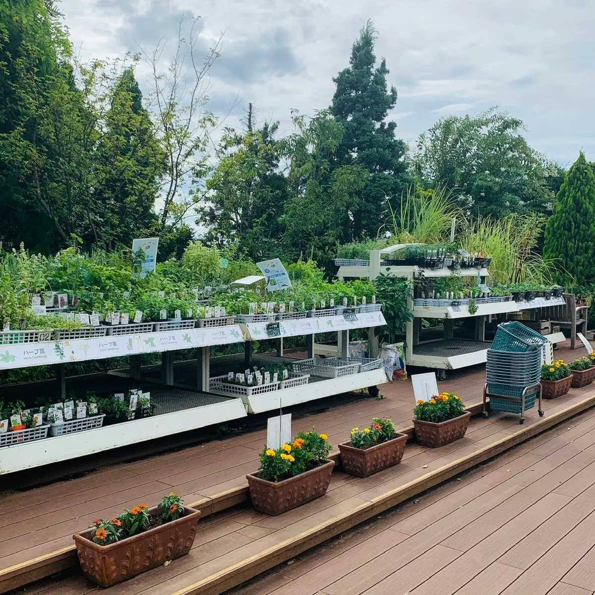 外で育つ植栽達②