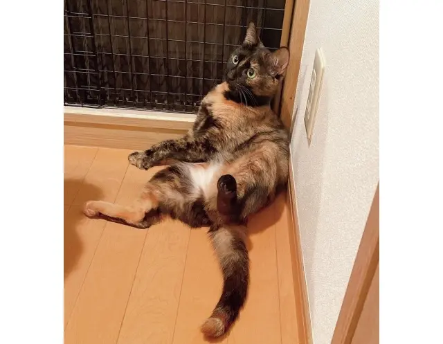 子猫のころからアレルギーのあるビビ