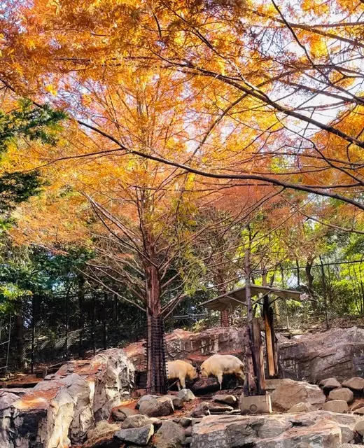 横浜動物園ズーラシアの画像_1