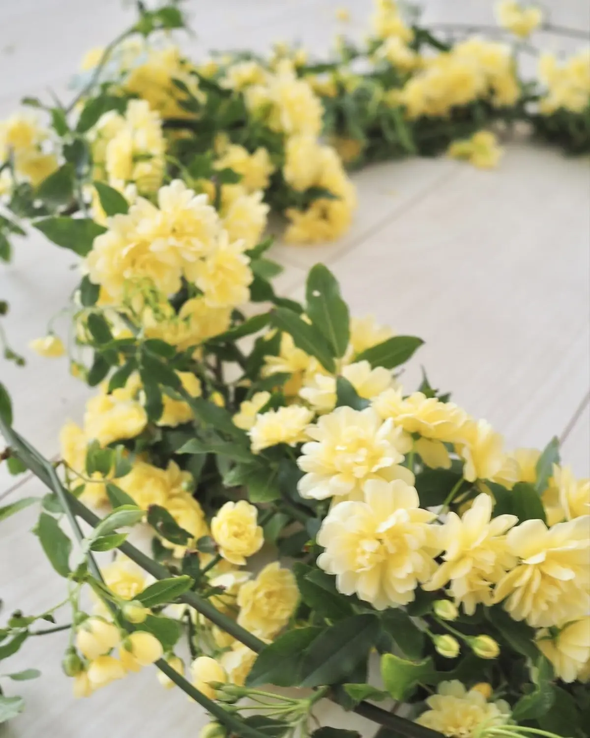 鎌倉便り。咲きました！木香薔薇で彩るインの画像_4