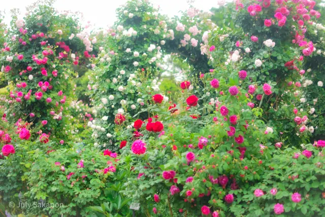 誰でもバラ姫☆@港の見える丘公園の画像_2