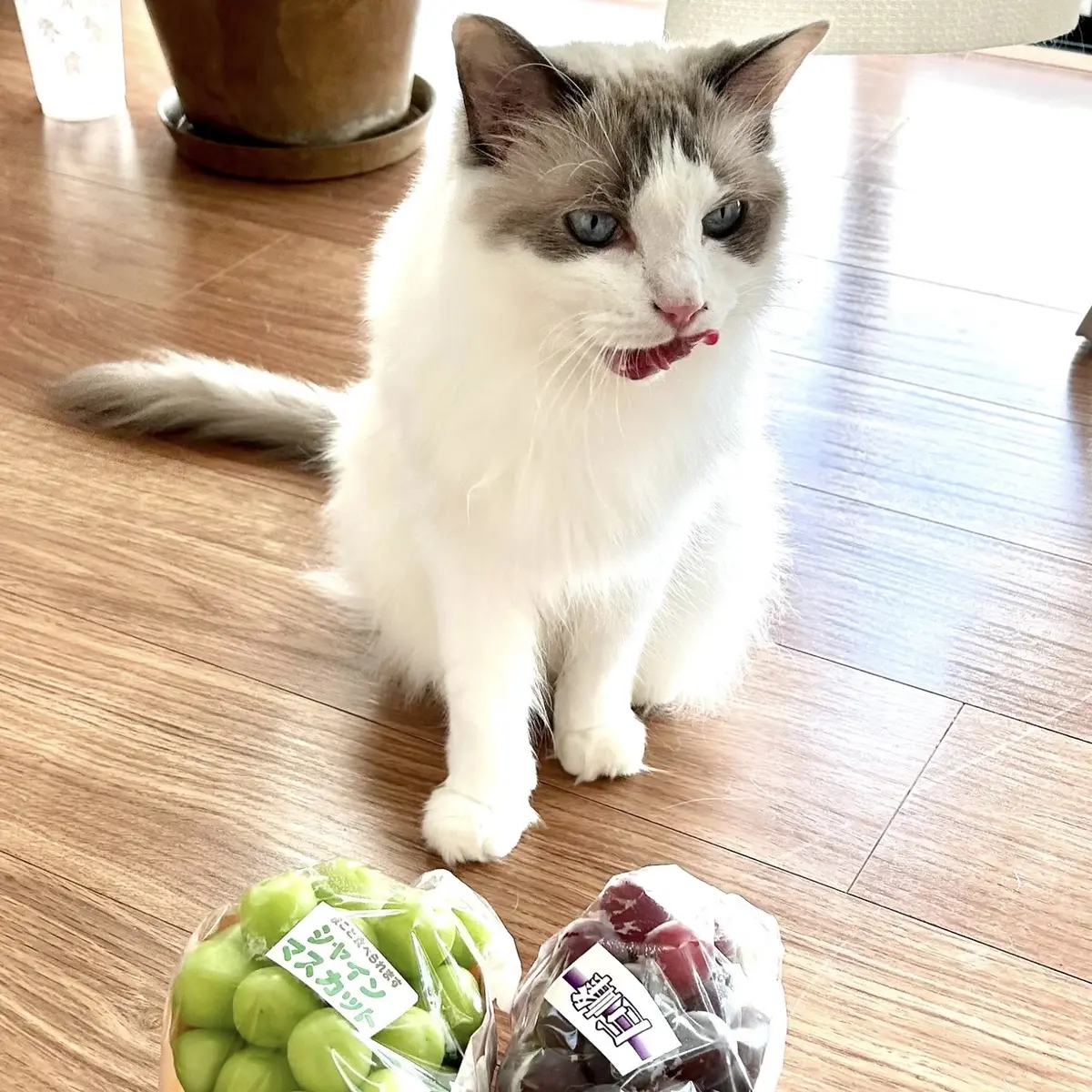 巨峰とシャインマスカットと猫（上の子?）