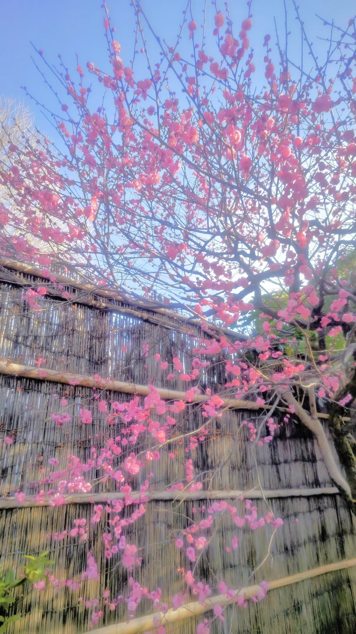 大人の遠足【上野東照宮ぼたん苑】アラフィの画像_3