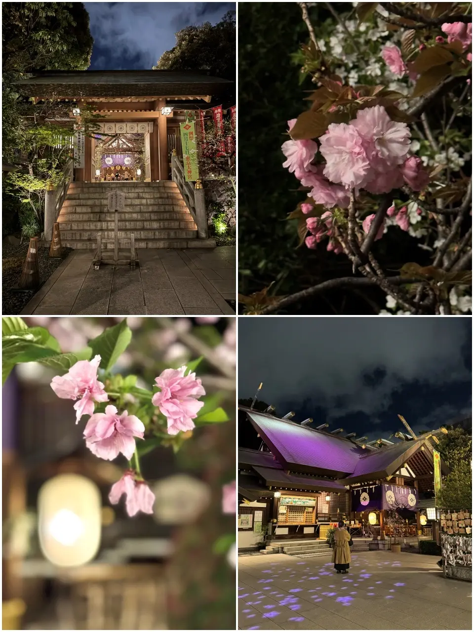 東京大神宮の桜