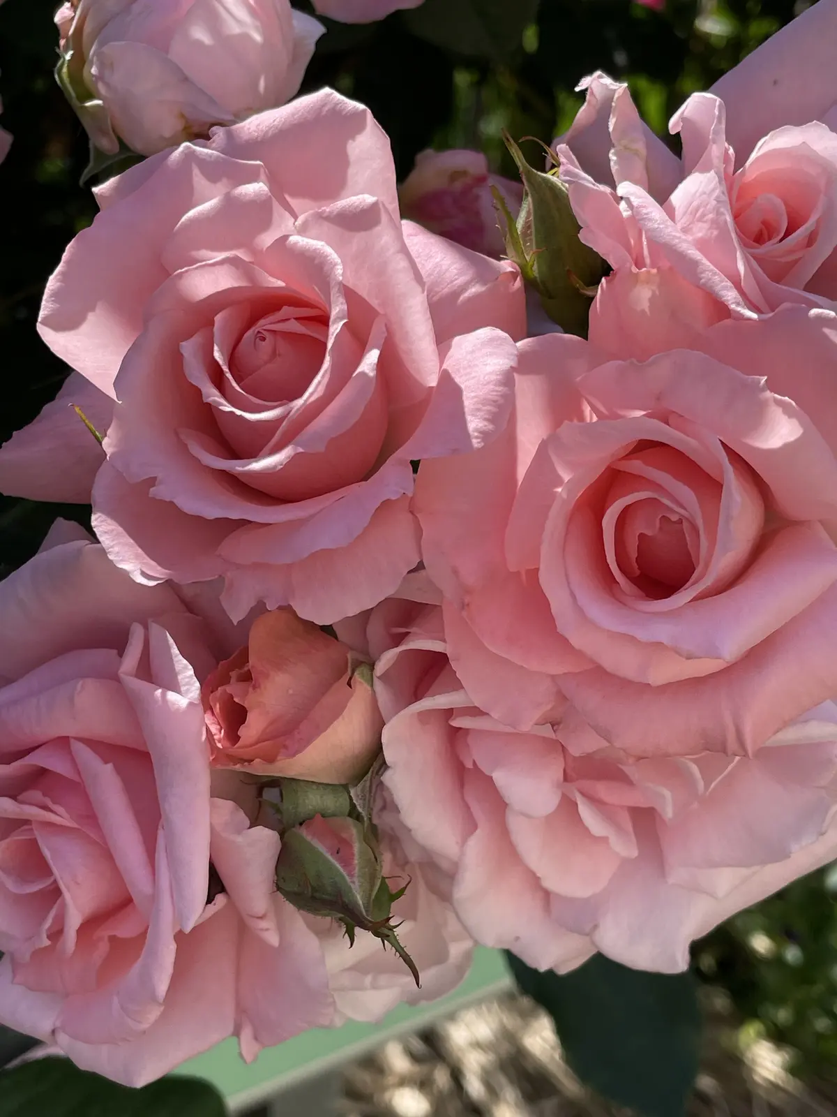 満開のバラに♡間に合いました♡の画像_2