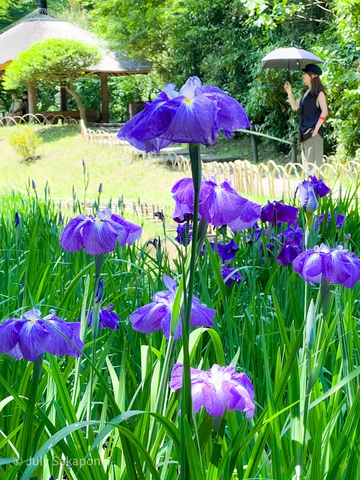 【さかぽんの冒険】まさか☆モネの絵画のよの画像_10