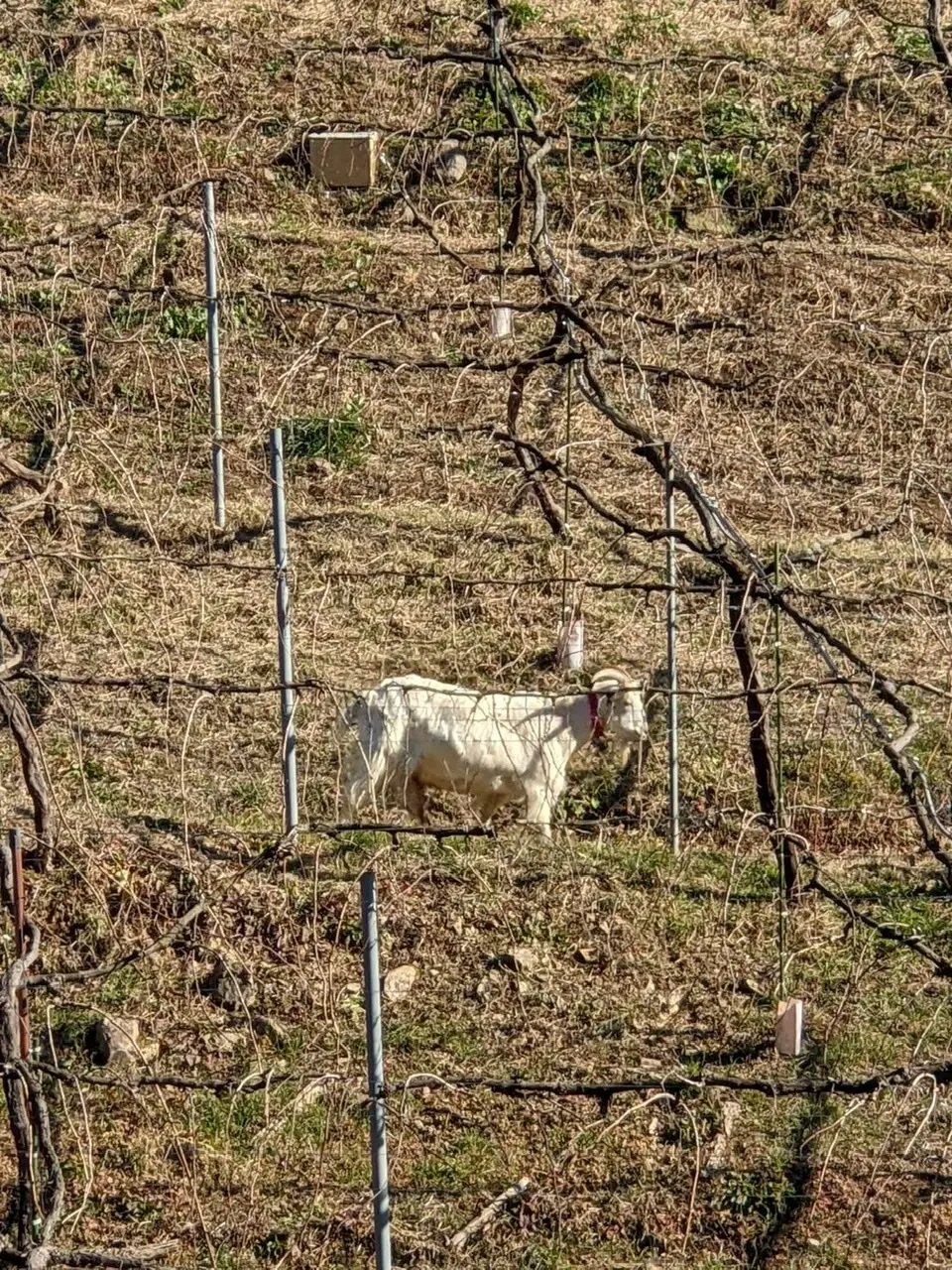 お正月休みにwineryでlunchの画像_2
