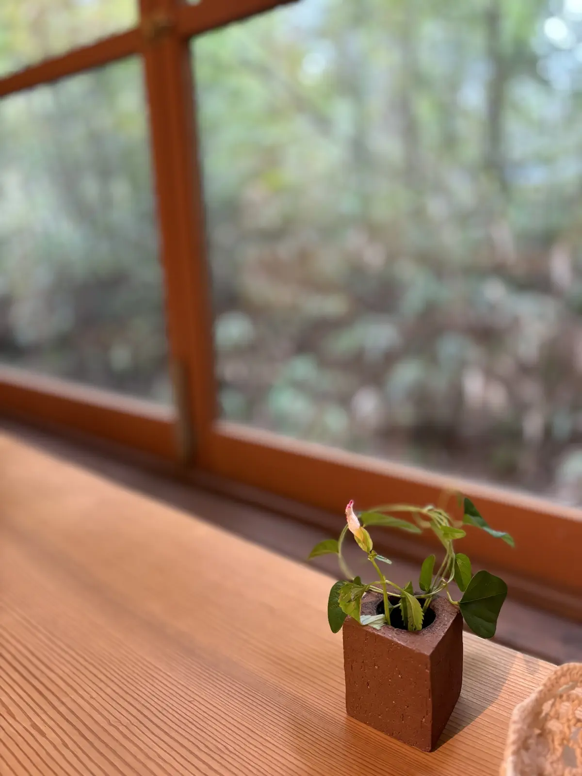 予約困難な滋賀・信楽のタルトのお店への画像_11