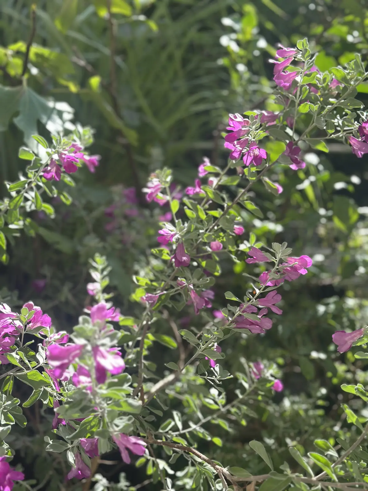 10月も下旬、本格的な秋到来！植物たちもの画像_2