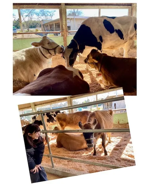 2025年　初おでかけは、成田ゆめ牧場への画像_1