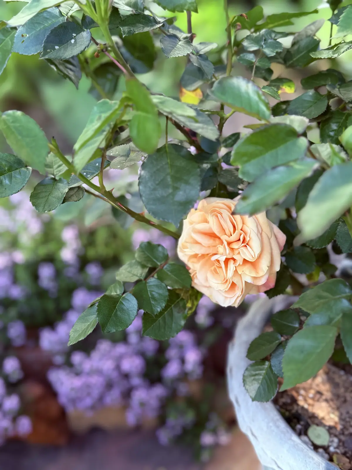 タッジーマッジーで癒しの時間の画像_3