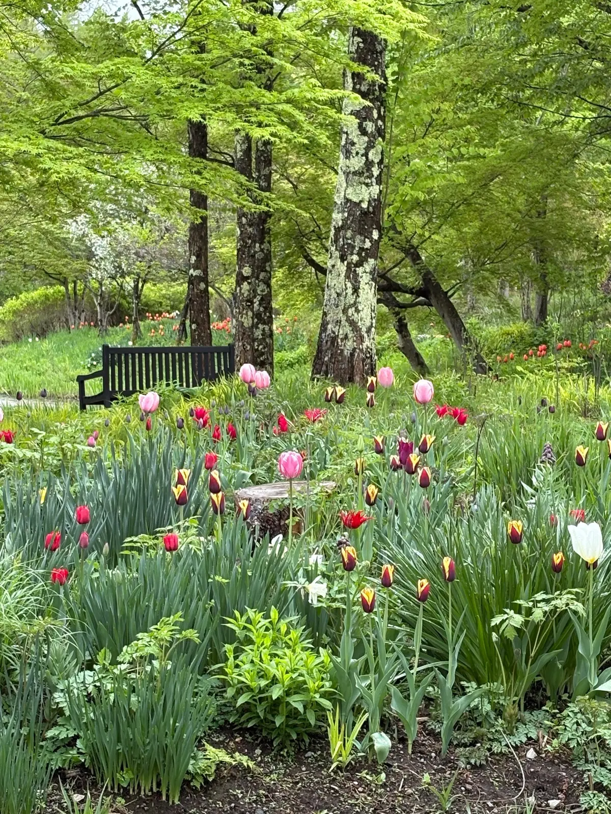 ここは日本？！新緑美しい軽井沢レイクガーの画像_5