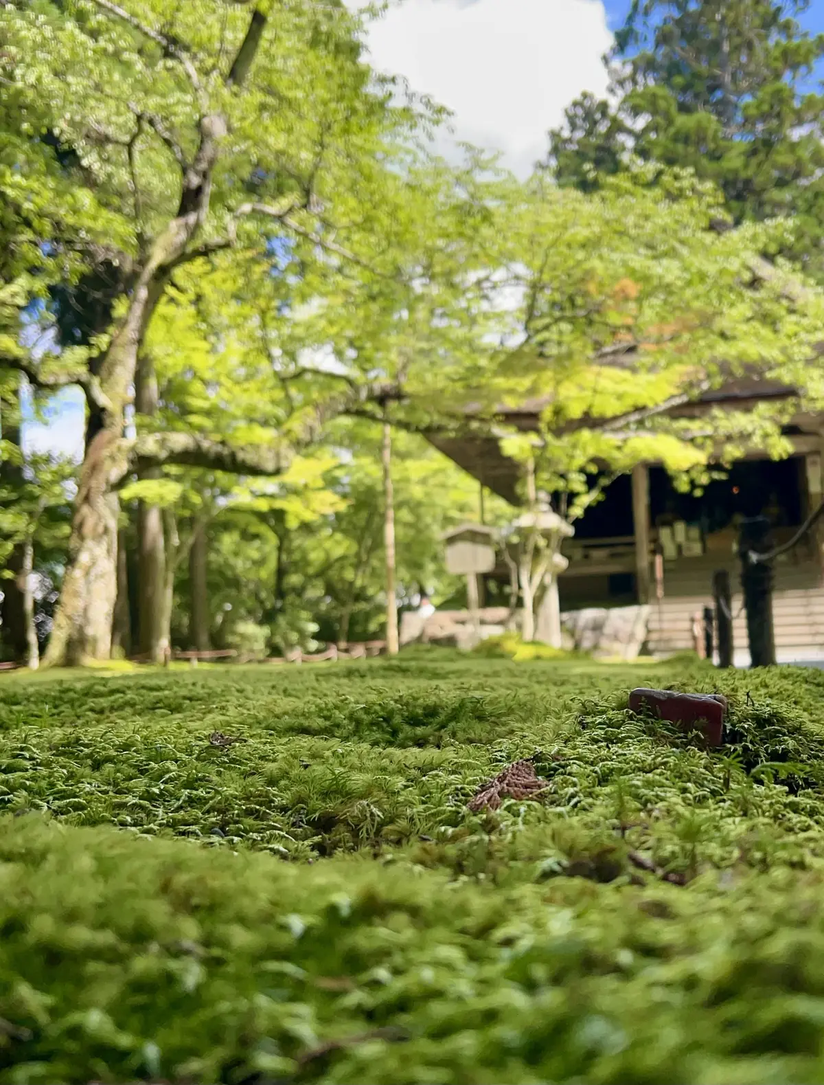 苔の庭園