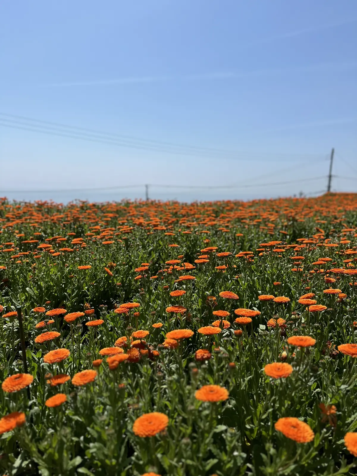 Calendula Tour！の画像_1