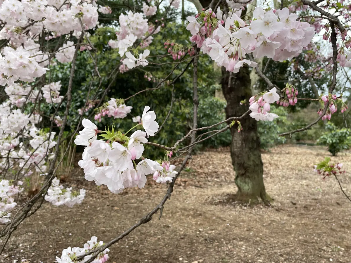 新宿御苑でお花見の画像_1