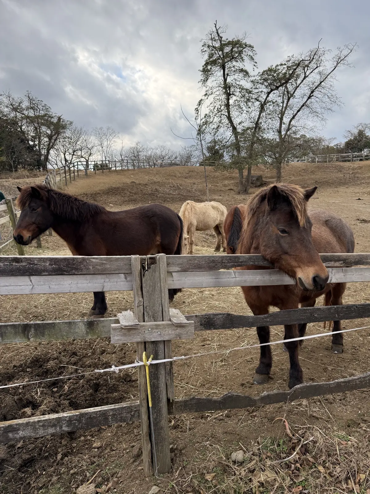 伊豆ホース・カントリー