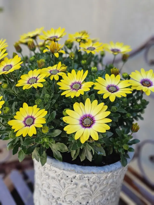 春の畑からの画像_1