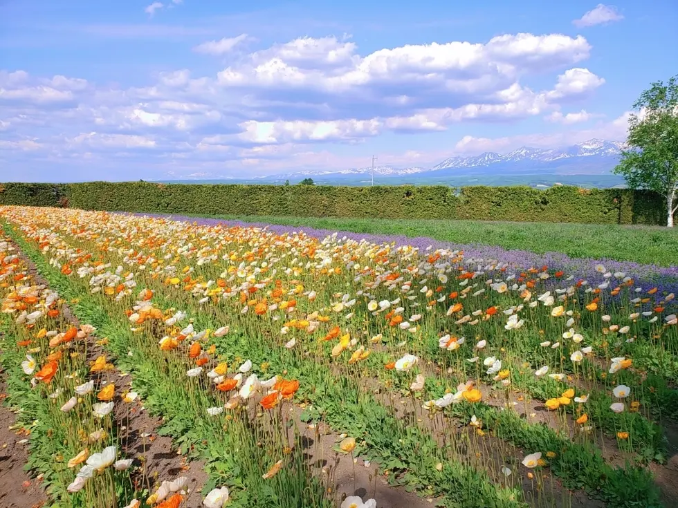北海道へ夫婦二人でグルメ旅　【美瑛・富良の画像_3