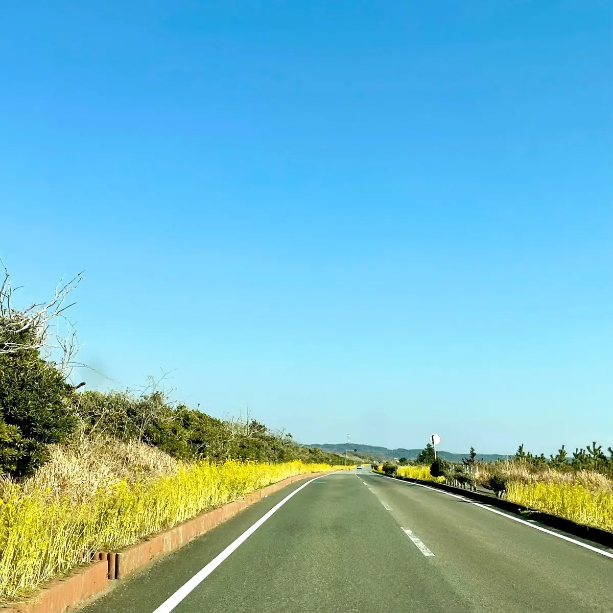 春のお出かけ♪南房総へ花摘みに行ったら最の画像_10