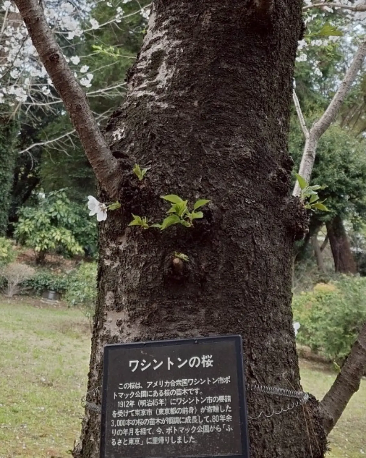 ワシントンの桜