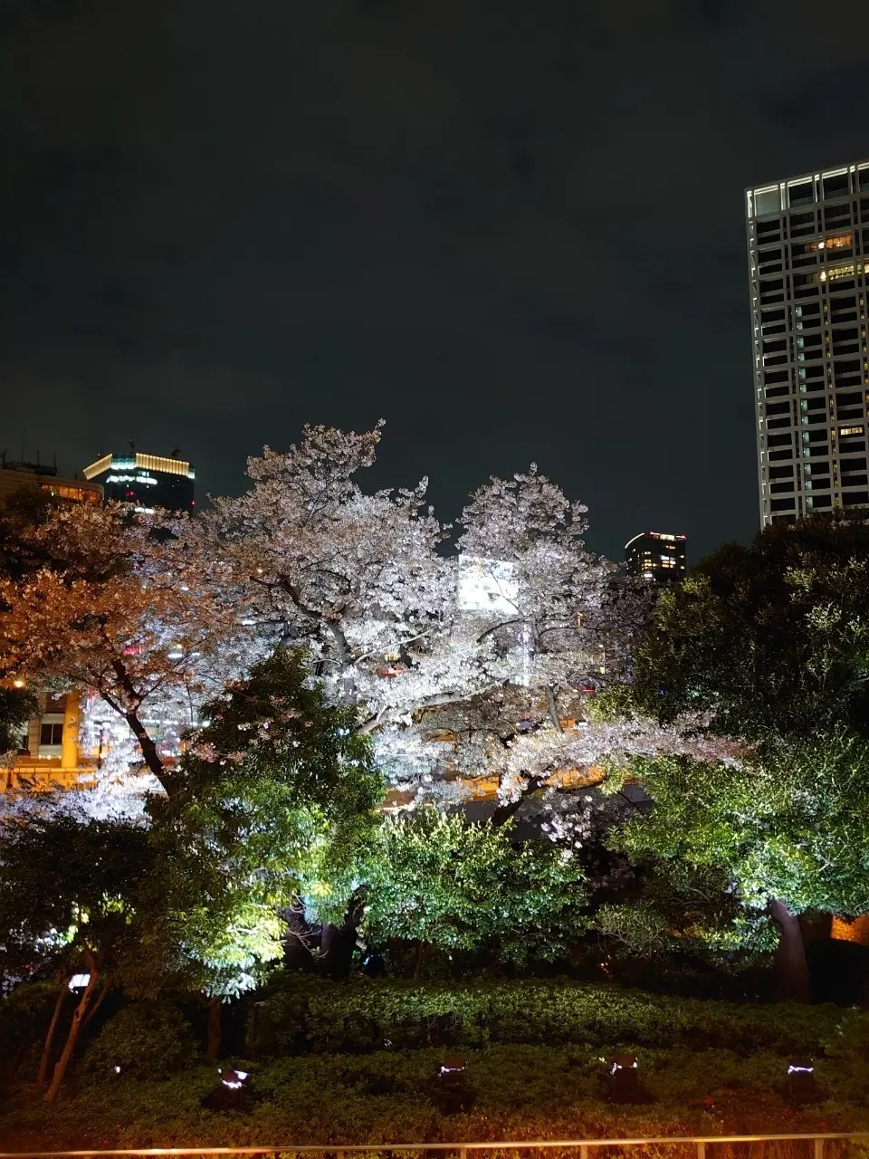 美味しい食事と散りゆく桜と　〜VMGカフの画像_28