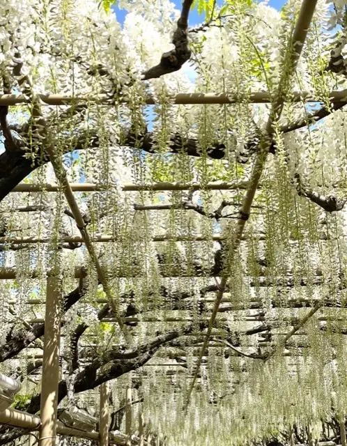 80メートルにも及ぶ白藤のトンネル